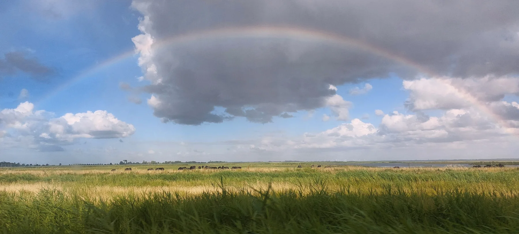 Regenbogen über den Wiesen am Bodden